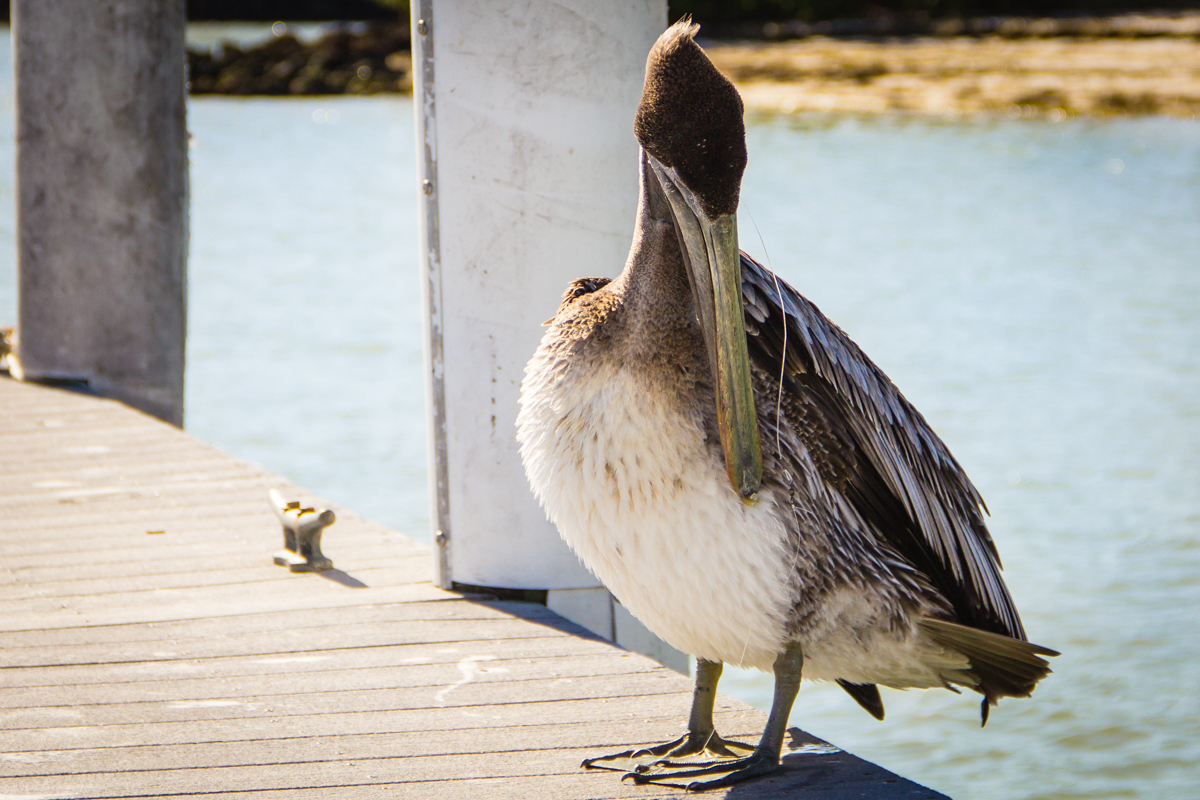 Pelican at Captiva Island